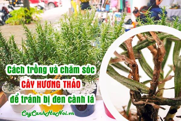 Cách trồng và chăm sóc cây hương thảo tránh bị đen cành lá