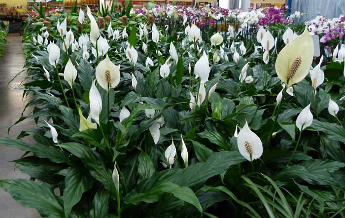 “Từ điển” kiến thức về cây Lan Ý tu-dien-kien-thuc-ve-cay-lan-y-1.JPG