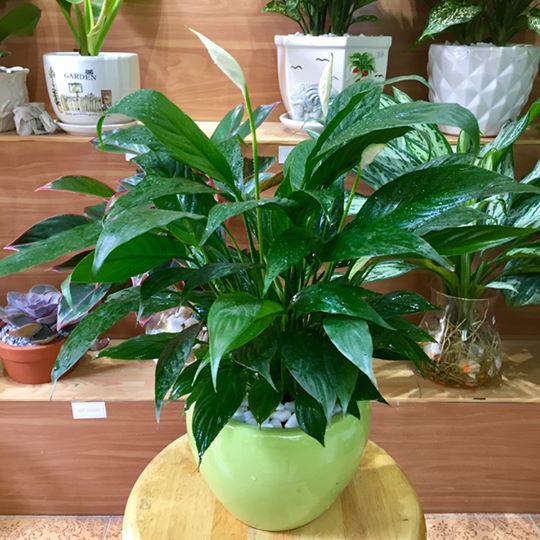 “Từ điển” kiến thức về cây Lan Ý tu-dien-kien-thuc-ve-cay-lan-y-3.jpg