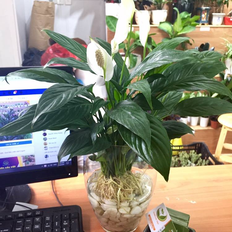 “Từ điển” kiến thức về cây Lan Ý tu-dien-kien-thuc-ve-cay-lan-y-7.jpg