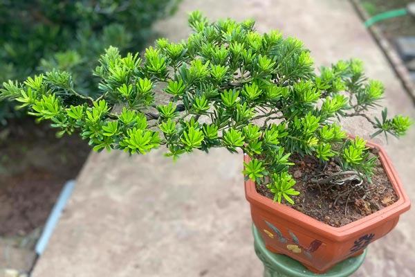 Tùng la hán làm cây bonsai