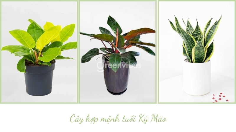 Tuổi ất mão nên trồng cây gì trước nhà - Caycoi.net