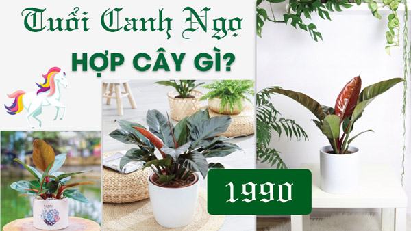 Sinh năm 1990 hợp cây cảnh gì?