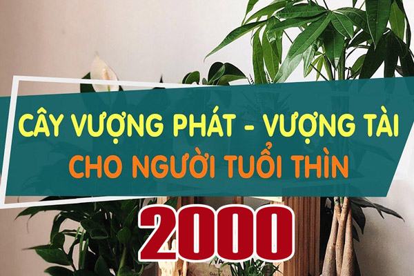 Cây cảnh giúp người tuổi thìn sinh năm 2000 vượng phát, vượng tài