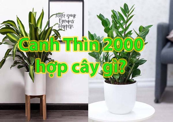 Tuổi canh thìn hợp trồng cây gì để gia tăng tài lộc