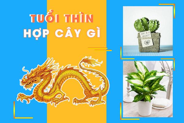 Các loại cây phong thủy giúp người tuổi canh thìn thu hút tài lộc