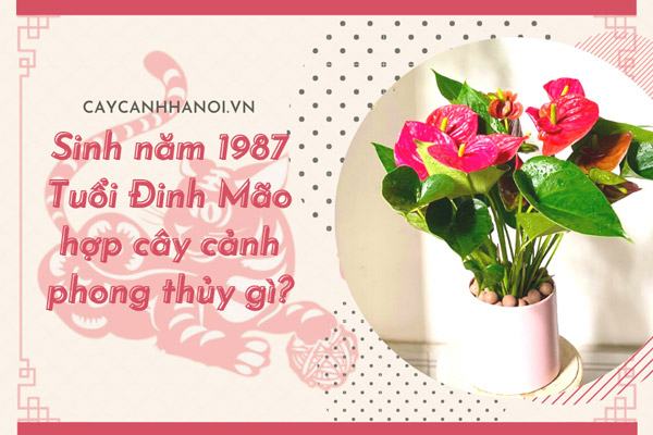 Sinh năm 1987 Tuổi Đinh Mão hợp cây cảnh phong thủy gì?