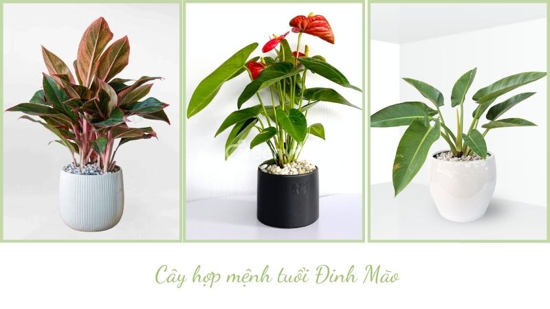 Tuổi đinh mão nên trồng cây gì trước nhà - Caycoi.net