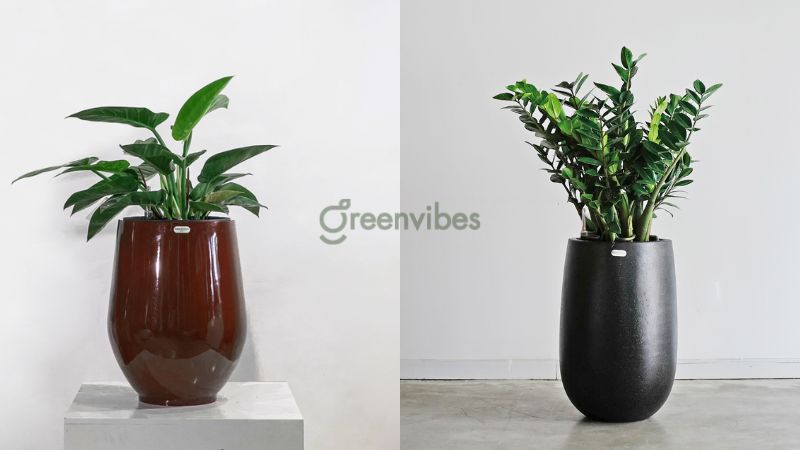 Tuổi Giáp Tuất 1994 hợp cây gì để bàn làm việc chiêu tài lộc?