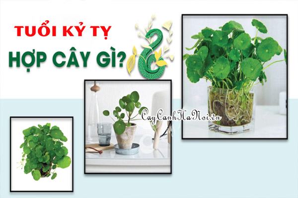 Tuổi kỷ tị hợp cây gì