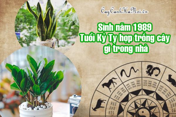 Tuổi kỷ tỵ nên trồng cây gì trong nhà