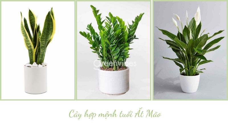 Tuổi mão 1987 nên trồng cây gì trước nhà - Caycoi.net