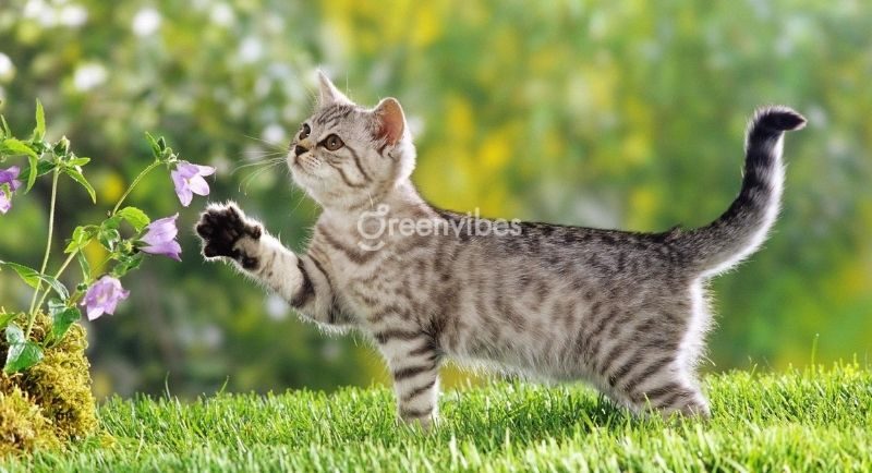 Tuổi mão trồng cây gì hợp phong thủy - Caycoi.net