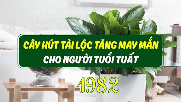 Các loại cây phong thủy hợp tuổi nhâm tuất