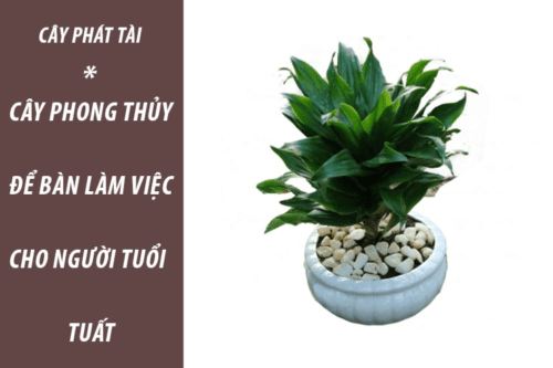 Tuổi Tuất hợp cây gì