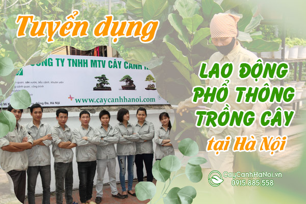 Tuyển Dụng Người trồng cây/ tuyển Thợ trồng cây/ tuyển công nhân trồng cây