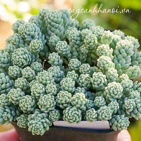 Vẻ đẹp của sen đá sedum hoa hồng