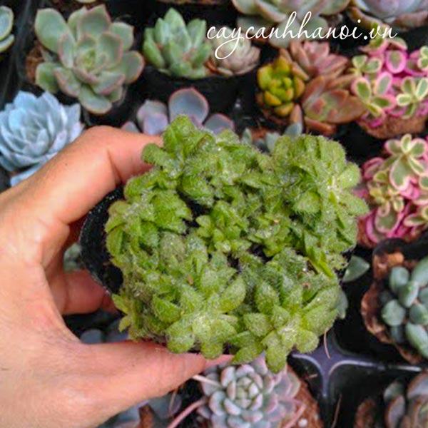 Vẻ đẹp của sen đá sedum lông