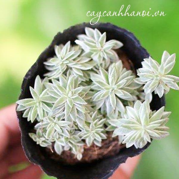 Vẻ đẹp sen đá sedum cỏ trắng