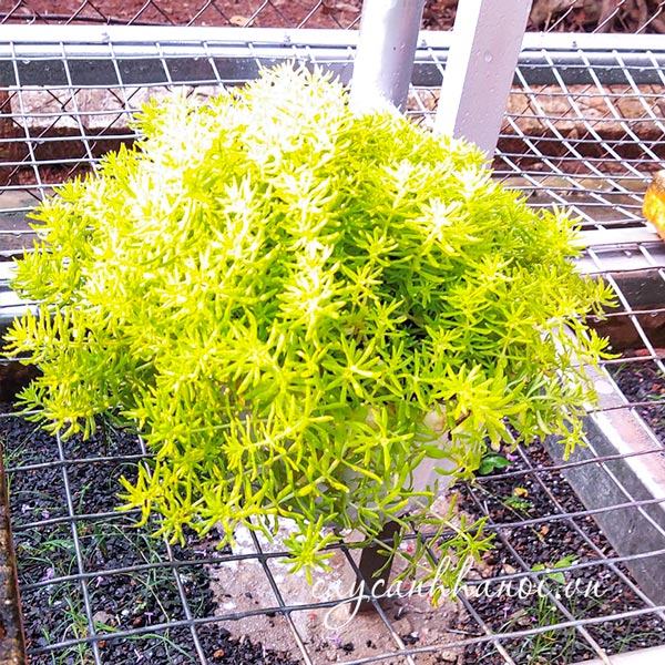 Vẻ đẹp sen đá sedum dạ quang