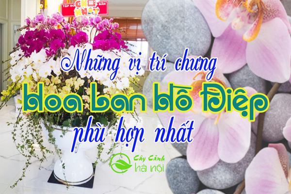 Những vị trí chưng hoa lan hồ điệp phù hợp nhất