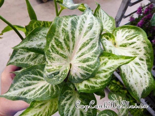  White Diamond Caladium