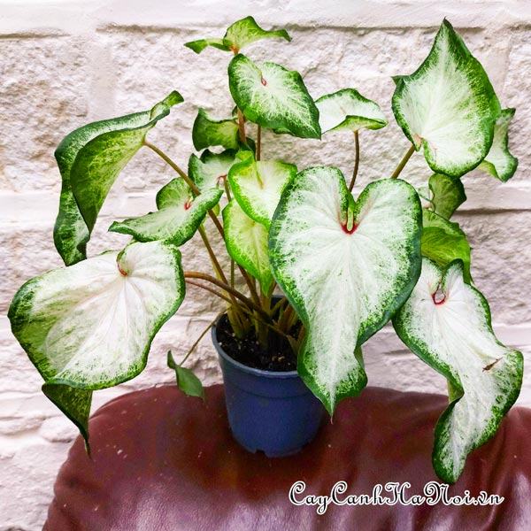 White Dynasty Caladium