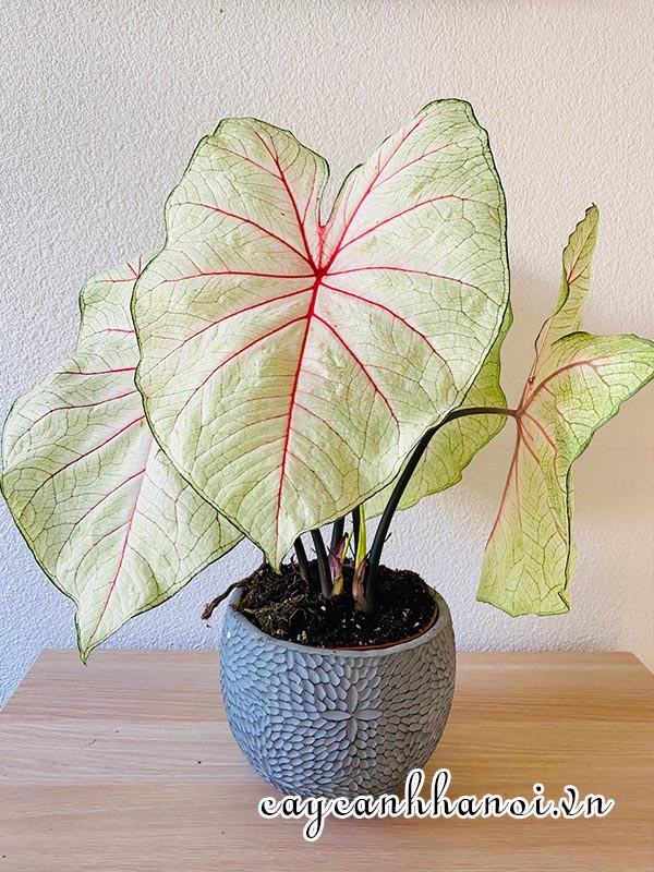 White Queen Caladium