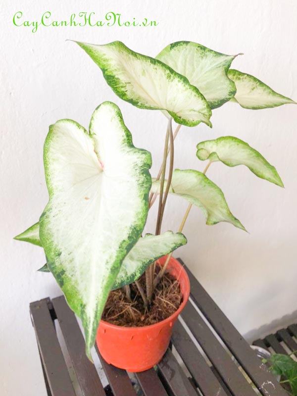 White Wing Caladium