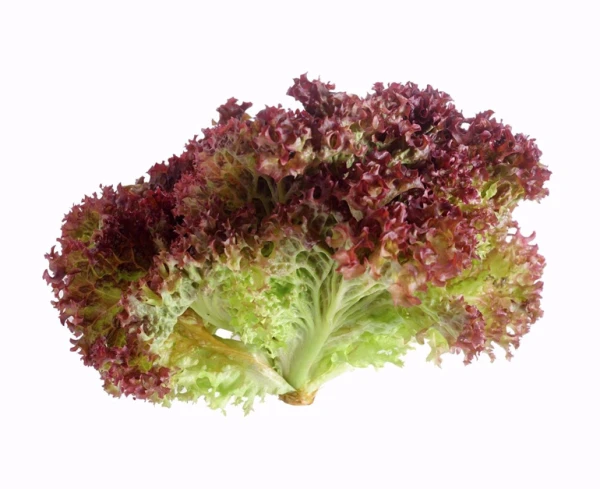 Xà lách tím là gì