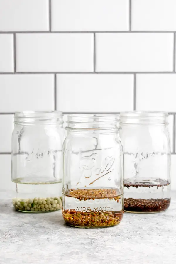 Xử lý hạt giống rau mầm