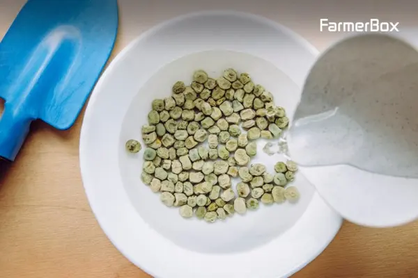 Xử lý hạt giống