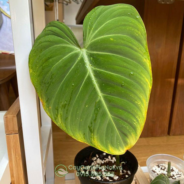 Cách xử lý cây Philodendron bị vàng và thối rễ