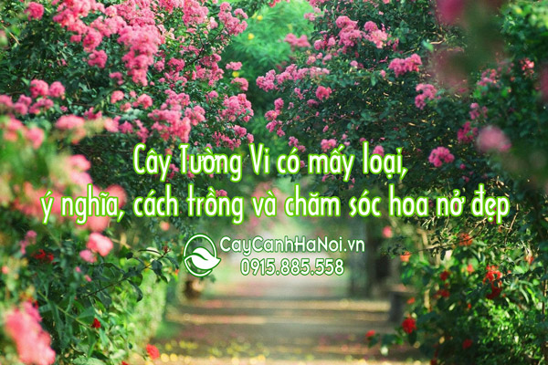 ý nghĩa cây hoa tường vi