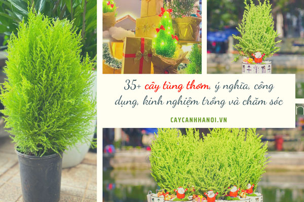 Cây tùng thơm, ý nghĩa, công dụng, kinh nghiệm trồng và chăm sóc