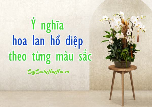 Ý nghĩa hoa lan hồ điệp theo từng màu sắc