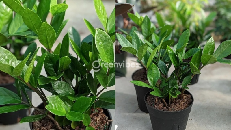 Ý nghĩa phong thủy cây kim tiền – Cây kim tiền hợp mệnh gì?