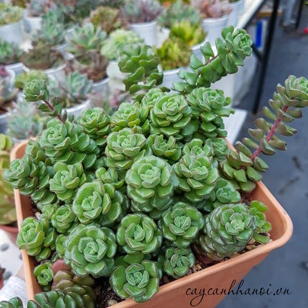 Ý nghĩa của sen đá sedum hoa hồng