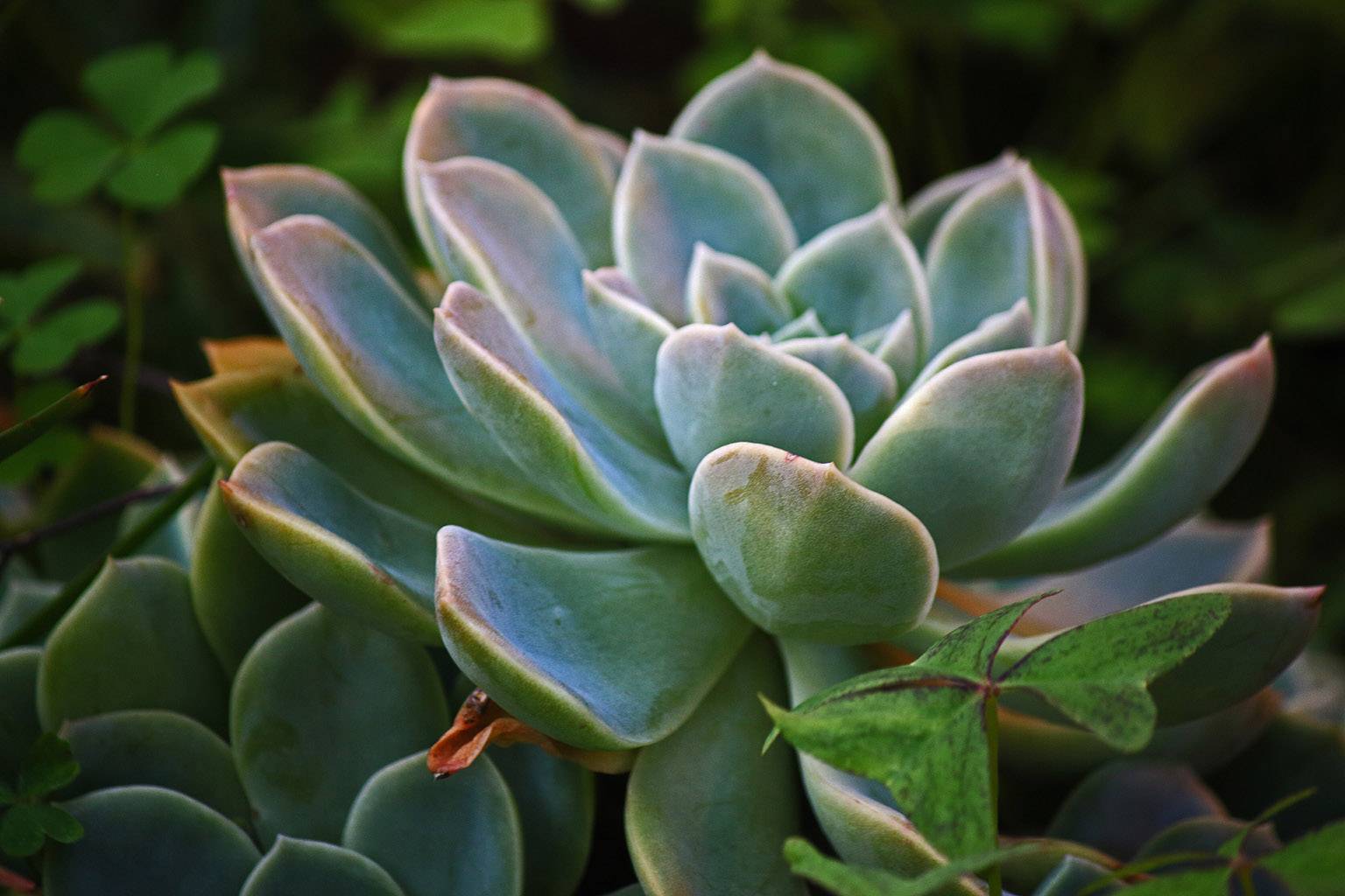 Ý nghĩa thật của cây Hoa đá (Sen đá)