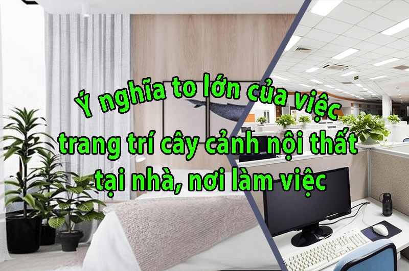 trang trí cây cảnh nội thất tại nhà, nơi làm việc