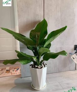 z2356870550168_ebff9df531b20ea0e52d41c77ddf7a68-247x296-1 Cây Đại Phú Gia - Chậu Nhựa Cao Cấp