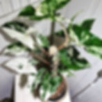 731fc5_00be3af1e4ad406e8e70c3a141ea89d0mv2 Syngonium Albo Variegata phát triển tốt nhất nơi khí hậu mát mẻ <3