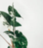 731fc5_457e99c137444f96a3415eb4f7437966mv2 Tránh nước quá nhiều cho Syngonium Albo Variegata