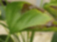 Bệnh "Anthurium Blight" cây dòng Anthurium