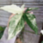 731fc5_ef5a5aadce2046f3a9ddaed4ae763b4emv2 Mua Syngonium Albo Variegata ở đâu?