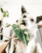 731fc5_f177041a397343129af3249ac22b291dmv2 Syngonium Albo Variegata phát triển mạnh trong điều kiện ánh sáng mặt trời gián tiếp