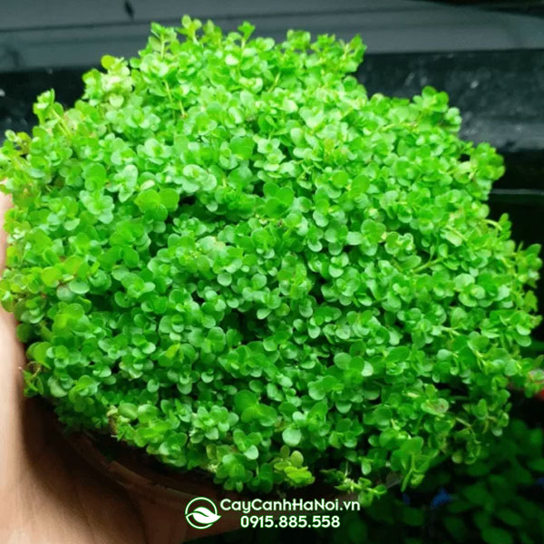 reu-chan-chau-ngoc-trai Rêu trân châu ngọc trai