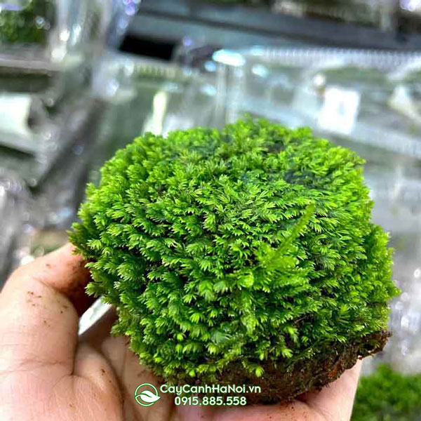 reu-mini-fiss-la-can Rêu mini fiss lá cạn