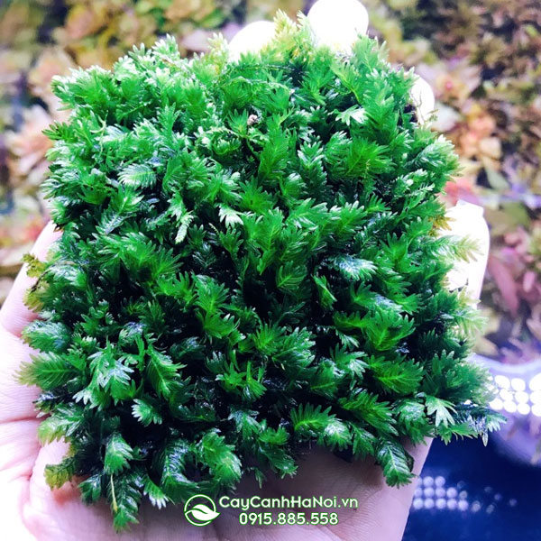 reu-phuong-vy-dai Rêu phượng vỹ đài