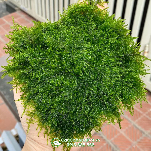 reu-wepping Rêu Wepping